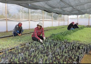 Bykehir den iftiye Kekik, fesleen, lavanta, biberiye, adaay ve nane